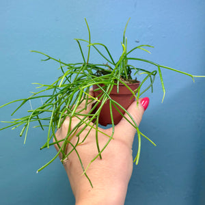 Rhipsalis Oasis Propagation Pot