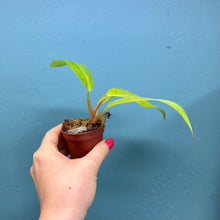 Load image into Gallery viewer, Philodendron &#39;Painted Lady&#39; B
