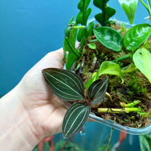 Load image into Gallery viewer, Propagation Bundle Tub 62 - Jewel Orchid, Hoya, Cebu Blue &amp; Epiphyllum
