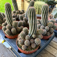 Load image into Gallery viewer, Chamaelobivia 'Hedgehog Cactus'

