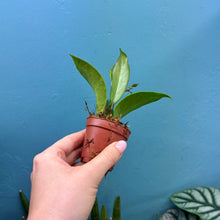 Load image into Gallery viewer, Baby Hoya Sunrise Propagation Pot
