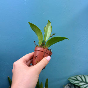 Baby Hoya Sunrise Propagation Pot