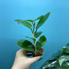 Load image into Gallery viewer, Hoya Australis Propagation Pot A
