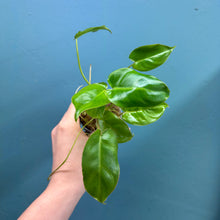 Load image into Gallery viewer, Philodendron 'Burle Marx'
