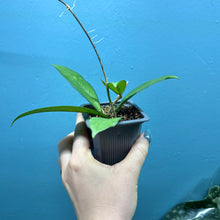 Load image into Gallery viewer, Hoya Crassipetiolata Propagation Pot
