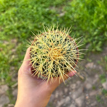 Load image into Gallery viewer, Echinocactus Grusonii 'Golden Barrel Cactus'
