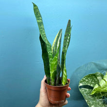 Load image into Gallery viewer, Sansevieria 'Snake Plant' Rooted Cutting Pot

