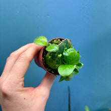 Load image into Gallery viewer, Streptocarpus &#39;Pretty Turtle&#39; Rooted Propagation Small Plant
