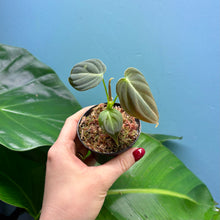Load image into Gallery viewer, Philodendron Melanochrysum Rooted Cutting
