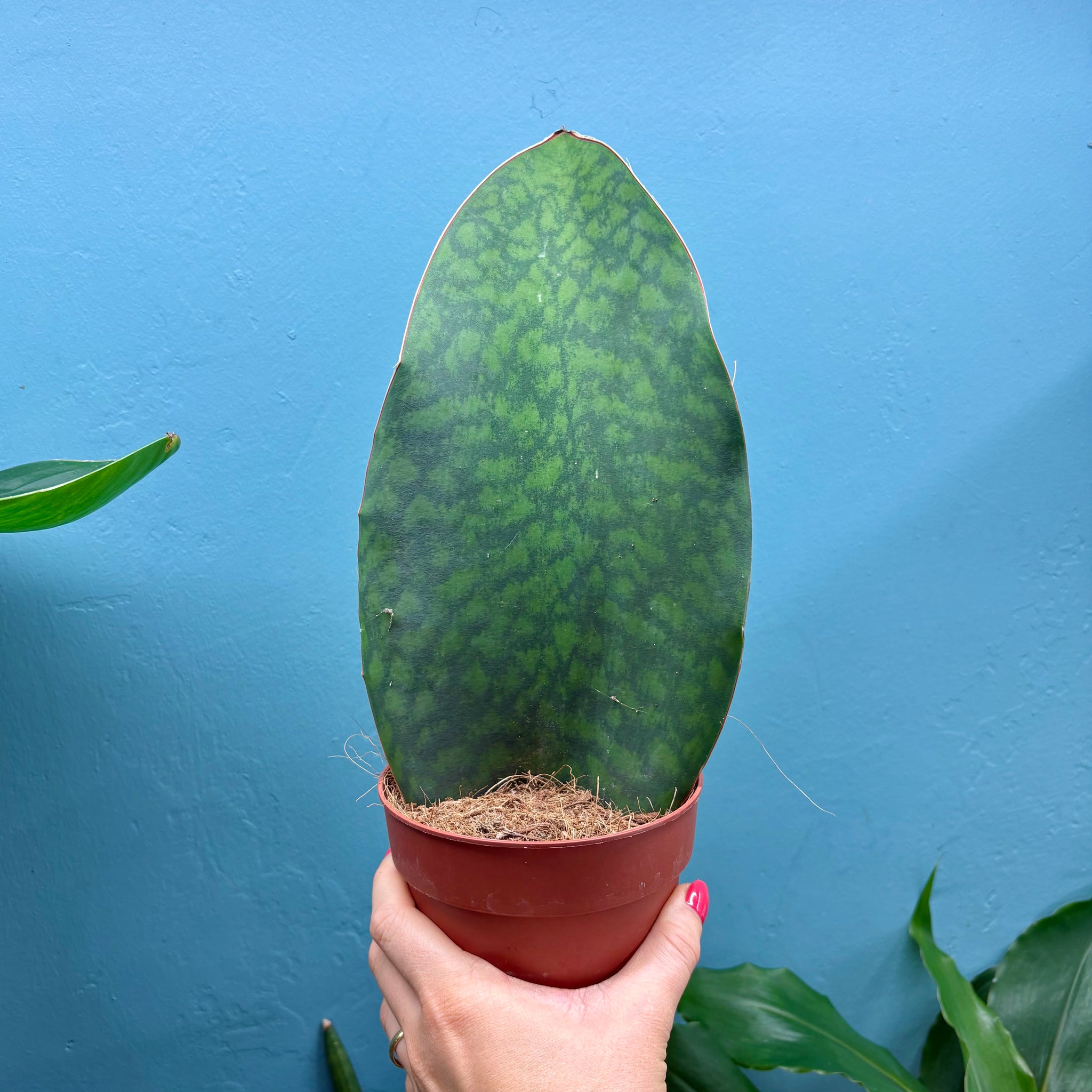 sansevieria victoria vs whale fin Sansevieria Masoniana 'Victoria' (Whale Fin) – Moose Plant Shop