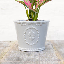 Load image into Gallery viewer, Fleur De Lis Pot
