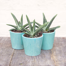 Load image into Gallery viewer, Gasteria &#39;Little Warty&#39;
