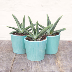 Gasteria 'Little Warty'