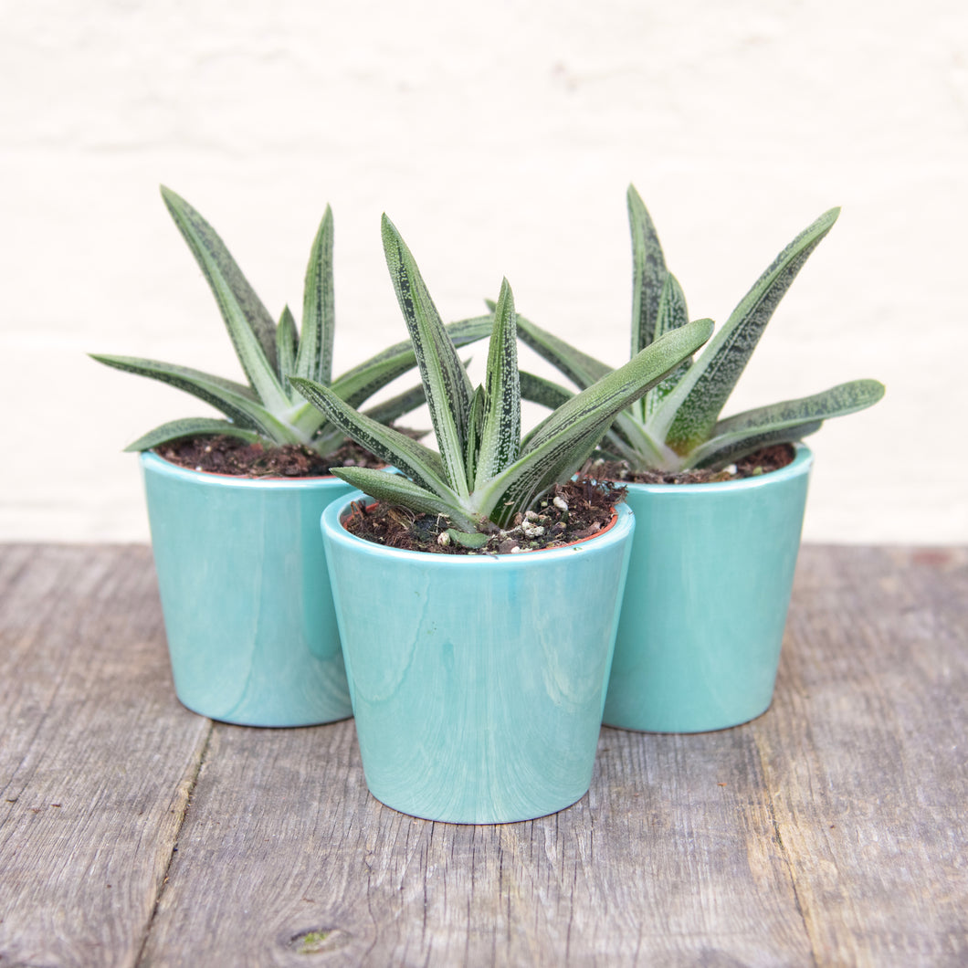 Gasteria 'Little Warty'