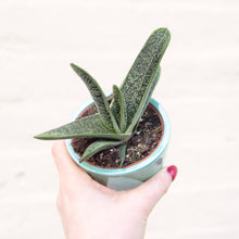 Load image into Gallery viewer, Gasteria &#39;Little Warty&#39;

