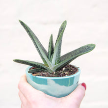 Load image into Gallery viewer, Gasteria &#39;Little Warty&#39;
