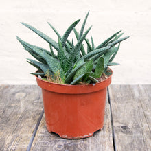 Load image into Gallery viewer, Gasteria Verrucosa
