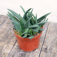 Load image into Gallery viewer, Gasteria Verrucosa
