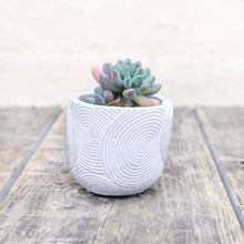 Load image into Gallery viewer, Geometric Plant Pots For Baby Plants
