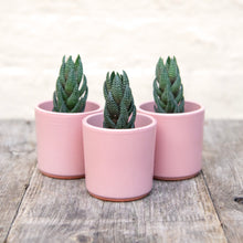 Load image into Gallery viewer, Haworthia Reinwardtii
