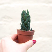 Load image into Gallery viewer, Haworthia Reinwardtii
