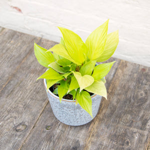 Homalomena Rubescens ‘Golden'