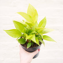 Load image into Gallery viewer, Homalomena Rubescens ‘Golden&#39;

