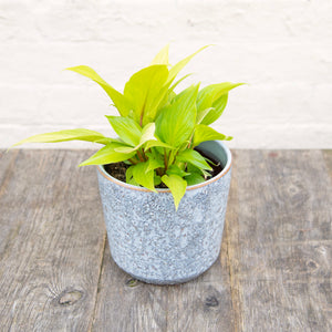 Homalomena Rubescens ‘Golden'