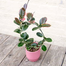 Load image into Gallery viewer, Hoya Australis Blondie Hoop Trellis
