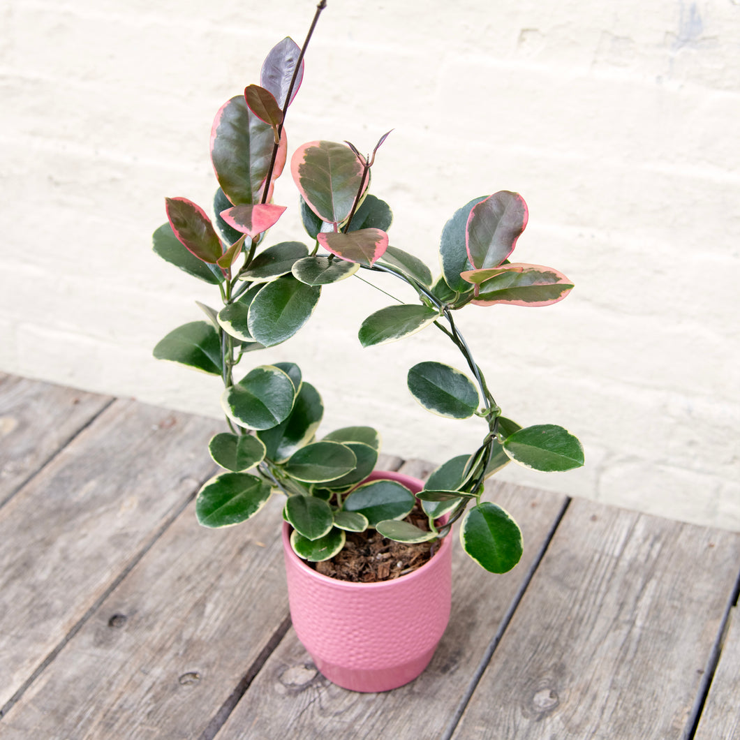 Hoya Australis Blondie Hoop Trellis