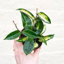 Load image into Gallery viewer, Hoya Carnosa Tricolour &#39;Krimson Princess&#39;
