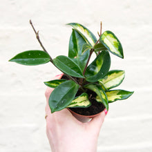 Load image into Gallery viewer, Hoya Carnosa Tricolour &#39;Krimson Princess&#39;
