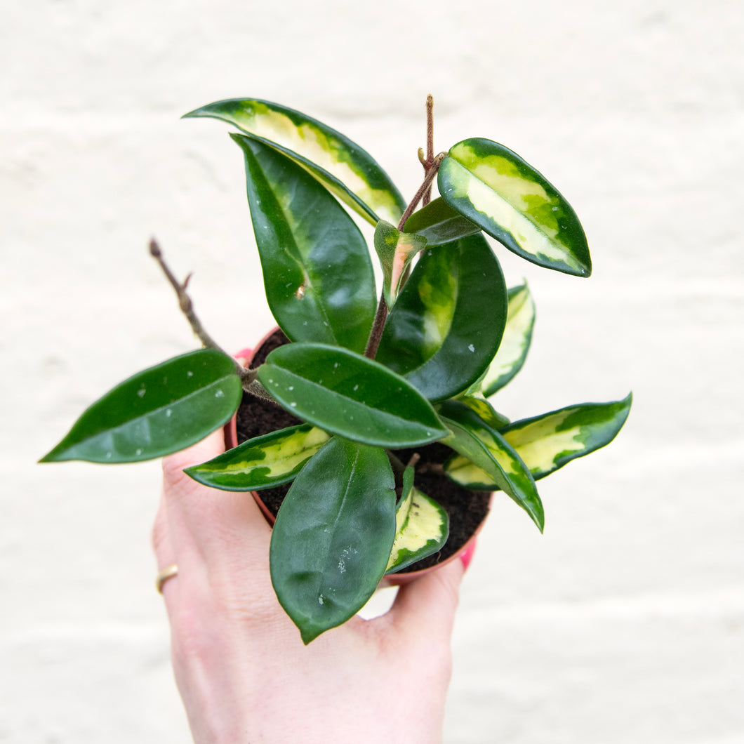 Hoya Carnosa Tricolour 'Krimson Princess'