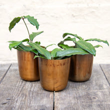 Load image into Gallery viewer, Hoya Erythrina
