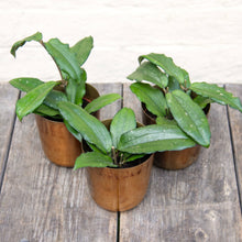 Load image into Gallery viewer, Hoya Erythrina
