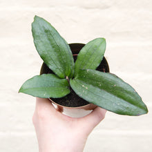 Load image into Gallery viewer, Hoya Erythrina
