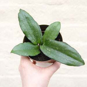 Hoya Erythrina
