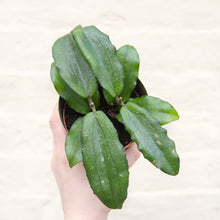 Load image into Gallery viewer, Hoya Erythrina
