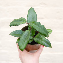 Load image into Gallery viewer, Hoya Erythrina
