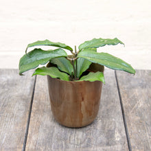 Load image into Gallery viewer, Hoya Erythrina
