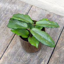Load image into Gallery viewer, Hoya Erythrina
