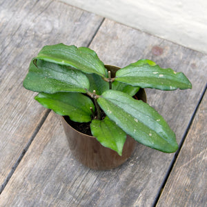 Hoya Erythrina