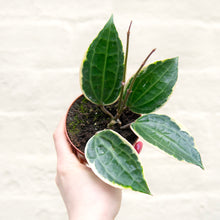 Load image into Gallery viewer, Hoya Latifolia Albomarginata
