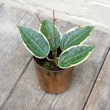 Load image into Gallery viewer, Hoya Latifolia Albomarginata
