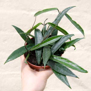 Hoya Minibelle