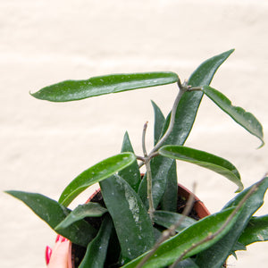 Hoya Minibelle