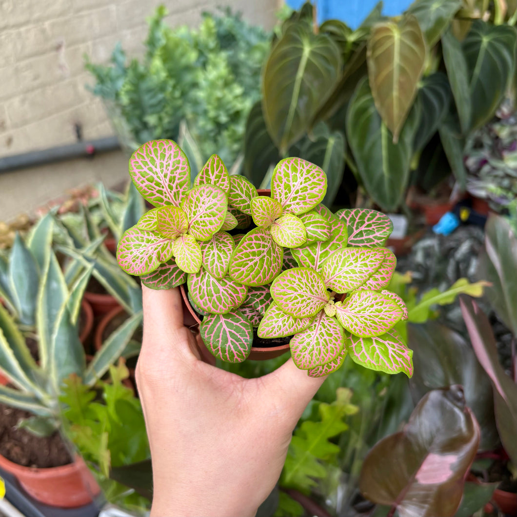 Fittonia 'Pink Ruby Lime'