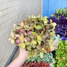 Load image into Gallery viewer, Fittonia Mix &#39;Nerve Plant&#39; (multiple colour options)
