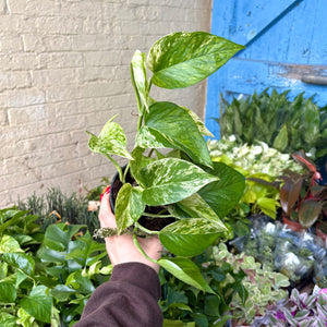 Pothos Collection: Marble Queen, Happy Leaf, Neon & Global Green