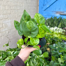 Load image into Gallery viewer, Pothos Collection: Marble Queen, Happy Leaf, Neon &amp; Global Green
